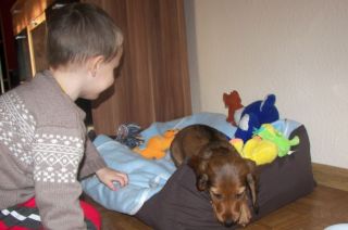 Jamnik d�ugow�osy NAILA